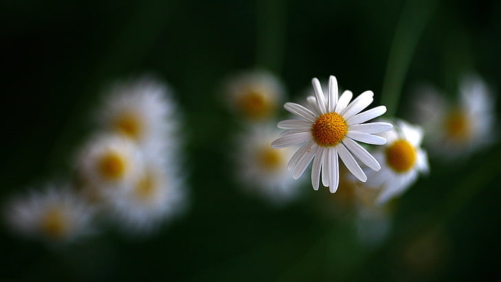 white daisy flower, chamomile, flowers, blurring, HD wallpaper
