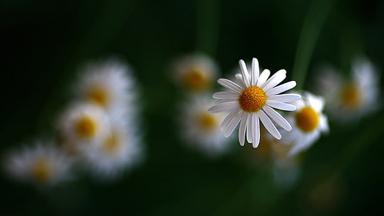 ดอกเดซี่สีขาว, ดอกคาโมไมล์, ดอกไม้, เบลอ, วอลล์เปเปอร์ HD HD wallpaper