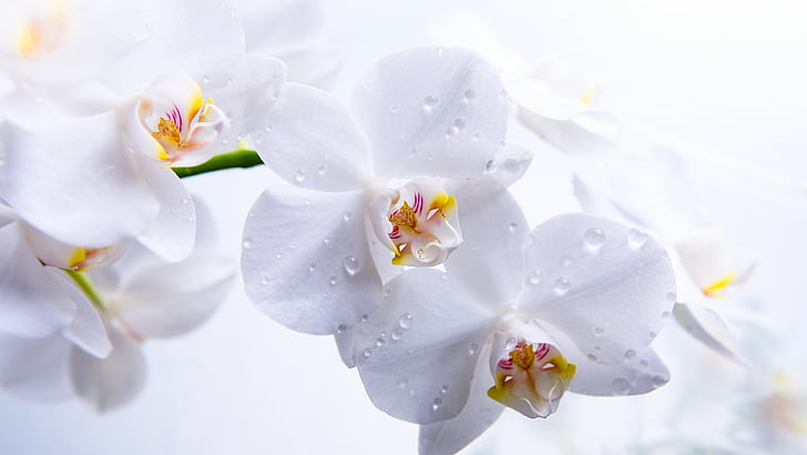 Fotografía macro de orquídea blanca con gotas de agua, orquídea, 5k, fondo de pantalla 4k, flores, macro, blanco, Fondo de pantalla HD