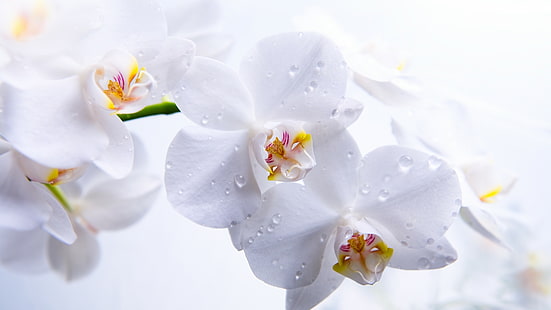 макро фотография белой орхидеи с каплями воды, орхидея, 5k, 4k обои, цветы, макро, белый, HD обои HD wallpaper