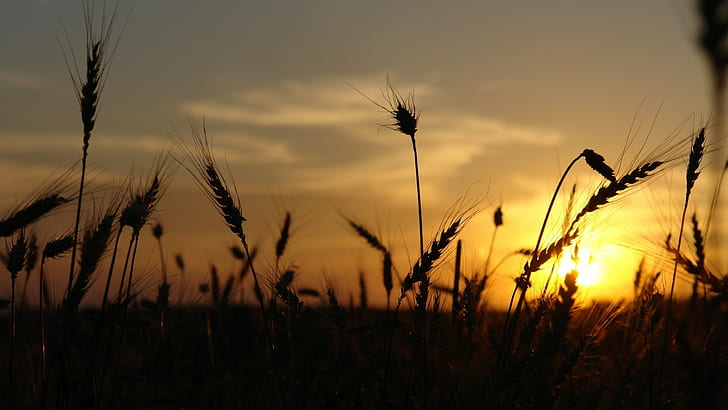 słońce zachód słońca sylwetka pszenicy natura, Tapety HD