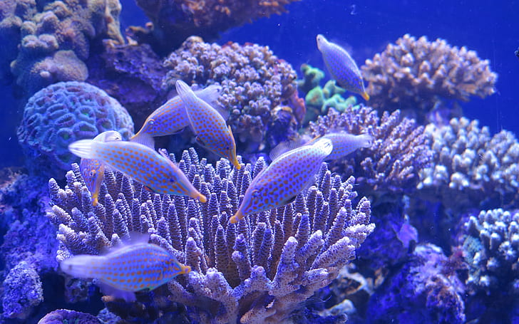 Аквариум, сини риби, корали, аквариум, синьо, риби, корали, HD тапет