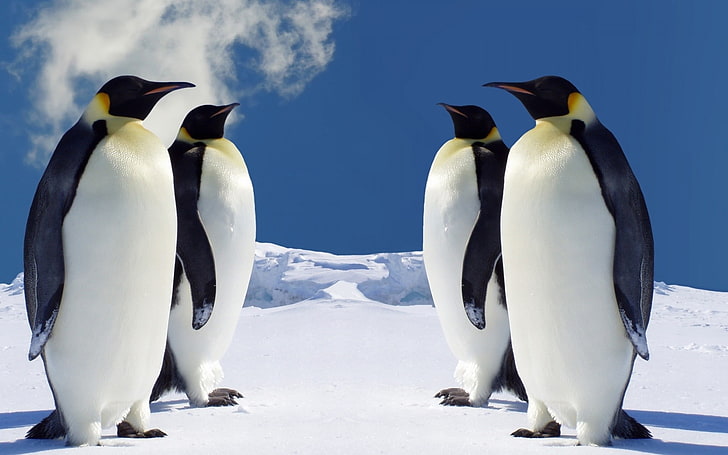pinguini, animali, uccelli, Sfondo HD