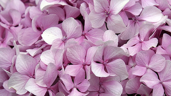 Pink Flower Flowers HD, природа, цвете, цветя, розово, HD тапет HD wallpaper