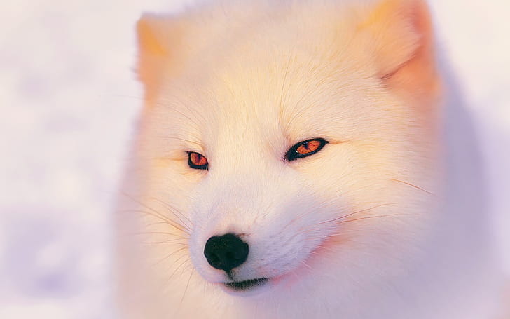Rubah Kutub Utara, serigala putih, rubah, rubah putih, Wallpaper HD