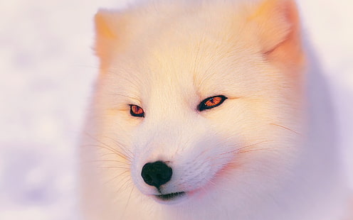 Песец, белый волк, лиса, белая лиса, HD обои HD wallpaper