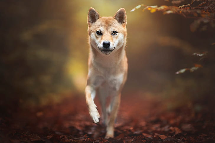 Dogs, Shiba Inu, Dog, Pet, HD wallpaper