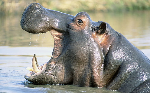 hipopótamo, Fondo de pantalla HD HD wallpaper