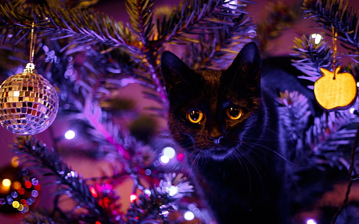 القط الأسود ، القط ، الحيوانات ، عيد الميلاد ، زينة عيد الميلاد، خلفية HD