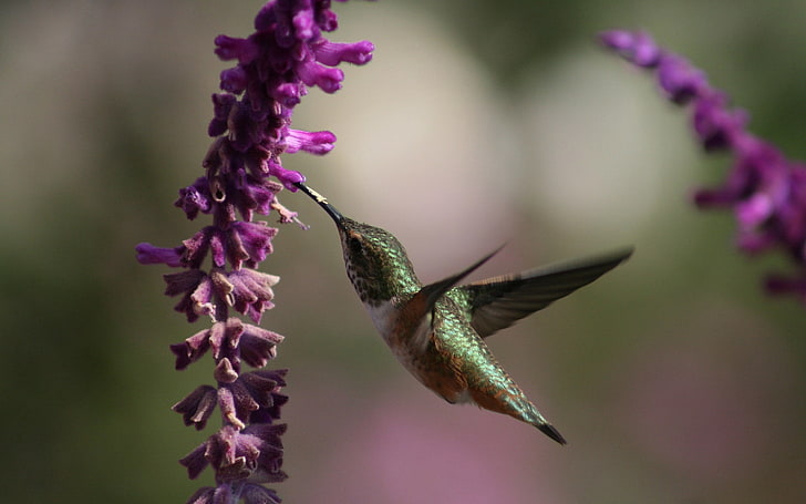 colibrí verde, hermoso, colibrí, pájaro, flores, Fondo de pantalla HD