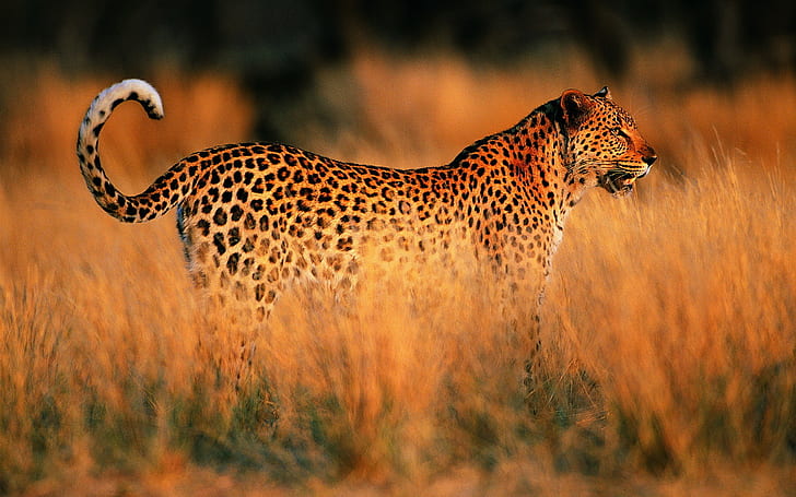 Leopard, solnedgång, leopardfoto, leopard, solnedgång, savann, Afrika, HD tapet