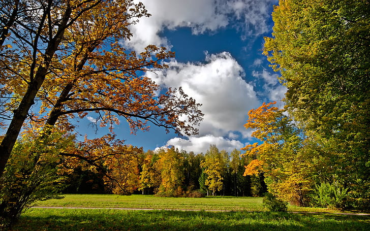 Esperando otoño, foto de bosque verde, bosque, paisaje, fondo, paisaje, vista, Fondo de pantalla HD