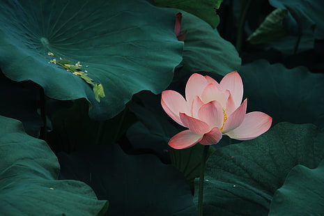 pink flower wallpaper, lotus, bloom, leaves, pink, HD wallpaper HD wallpaper