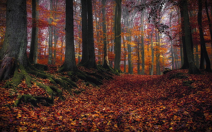 arces, rojos y naranjos, naturaleza, paisaje, hojas, bosque, raíces, árboles, otoño, camino, musgo, Fondo de pantalla HD