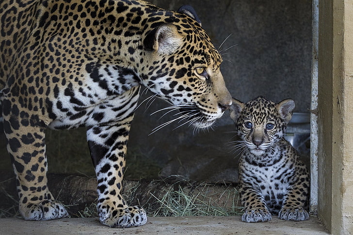 adult leopard and leopard cub, jaguar, cub, mother, caring, HD wallpaper