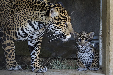 взрослый леопард и детёныш леопарда, ягуар, детёныш, мать, забота, HD обои HD wallpaper