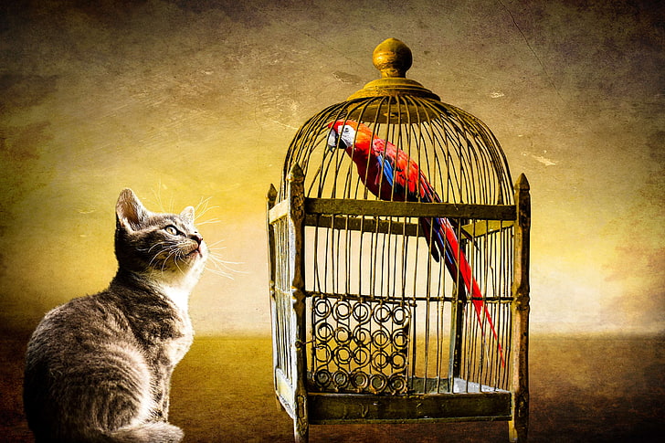 animals, bird, cage, cat, caught, fantasy, dom, golden, imprisoned, lurking, parrot, security, start, watch, HD wallpaper