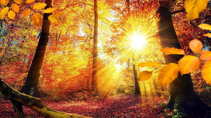 лист, европа, германия, свет, пейзаж, солнечный луч, лесистая местность, лучи, дерево, природа, лес, солнечный луч, солнечный свет, лиственные, листья, осень, желтый, HD обои