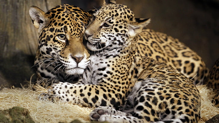 two cheetah hugging each other, little jaguar, young jaguar, wild, cat, face, HD wallpaper