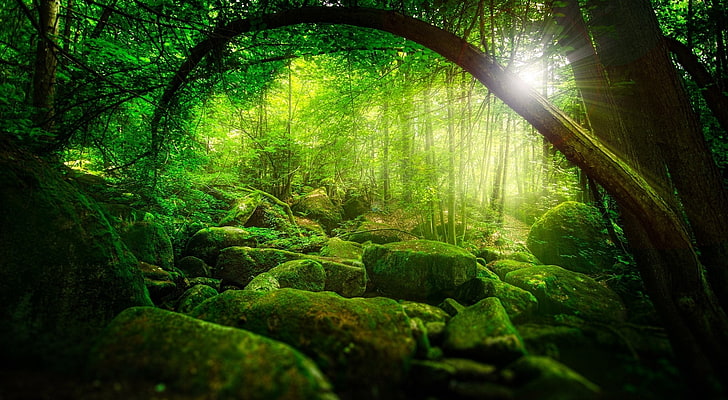 Forest, giant rocks in middle of forest digital wallpaper, Nature, Forests, Green, Moss, Rocks, Sunlight, forest, HD wallpaper