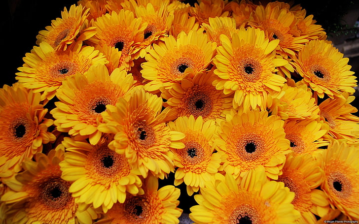 Orange daisy-Windows 10 Wallpaper, yellow Gerbera daisies bouquet, HD wallpaper