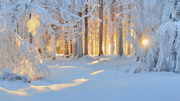 winter, snow, frost, freezing, light, tree, sky, snowy, sunlight, branch, landscape, fir, HD wallpaper