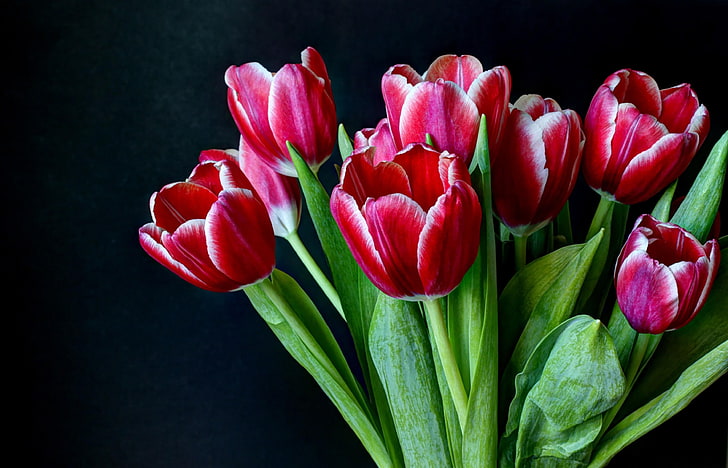 red tulip flowers, tulips, flowers, two-color, bouquet, dark background, HD wallpaper