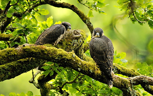 Peregrine Falcon yang indah, elang peregrine, burung, cabang, pemandangan, Wallpaper HD HD wallpaper