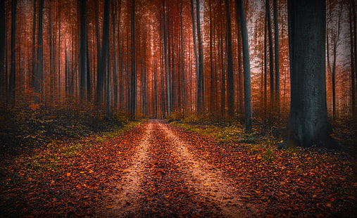 Herbst 4k bestes Bild aller Zeiten, HD-Hintergrundbild HD wallpaper