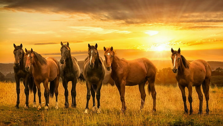 cheval, chevaux, coucher de soleil, prairie, troupeau, pâturage, steppe, prairie, ciel, jument, faune, crinière, pâturage, Fond d'écran HD