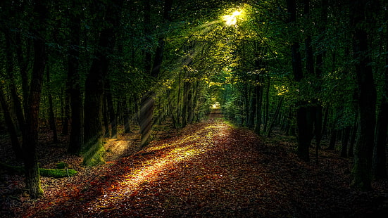 rayo de sol, bosque, camino forestal, bosque, camino, ecosistema, luz solar, Fondo de pantalla HD HD wallpaper