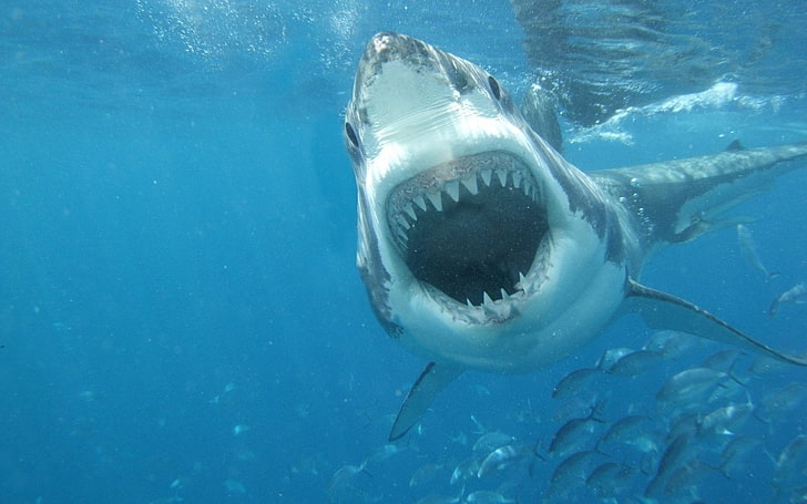 Tubarões, grande tubarão branco, HD papel de parede