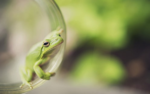 grüner Frosch, Foto des selektiven Fokus des grünen Frosches, Makro, Tiere, Frosch, HD-Hintergrundbild HD wallpaper