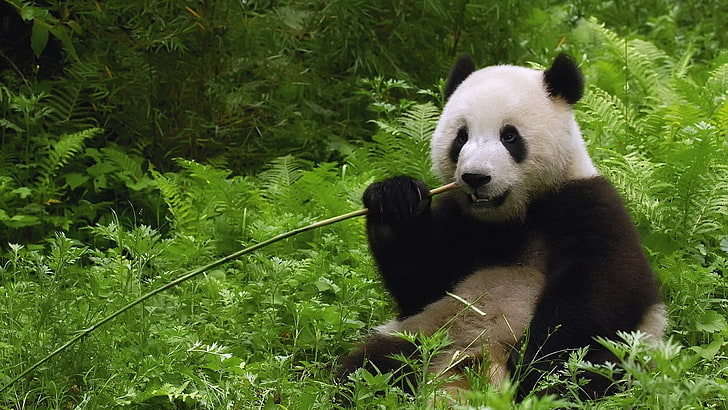 adult white and black panda, koala, grass, stick, chew, walk, HD wallpaper