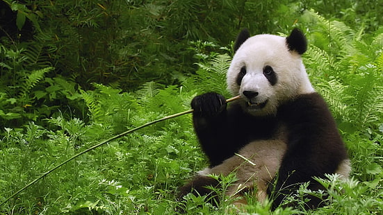 panda blanco y negro adulto, koala, hierba, palo, masticar, caminar, Fondo de pantalla HD HD wallpaper