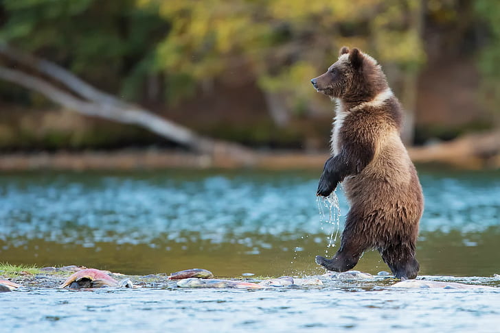 Grizzly w Kanadzie, niedźwiedź czarny, niedźwiedź, grizzly, wędruje drapieżnik, Kanada, rzeka, woda, ryba, przyroda, Tapety HD