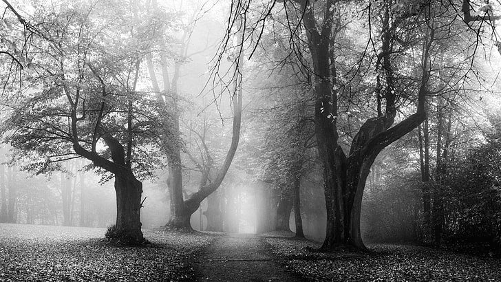 Dirt Road, Fall, Germany, landscape, leaves, mist, monochrome, Morning, nature, Old, path, sunrise, Trees, HD wallpaper