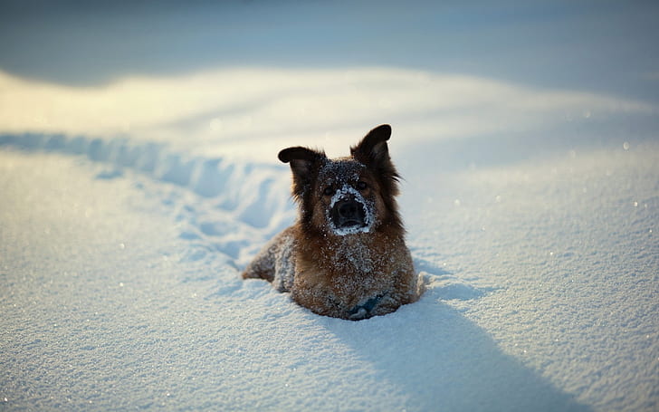dogs, winter, snow, playful, HD wallpaper