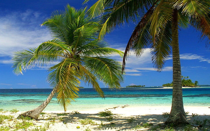 przyroda, krajobraz, palmy, plaża, wyspa, morze, tropikalny, lato, Panama, Tapety HD
