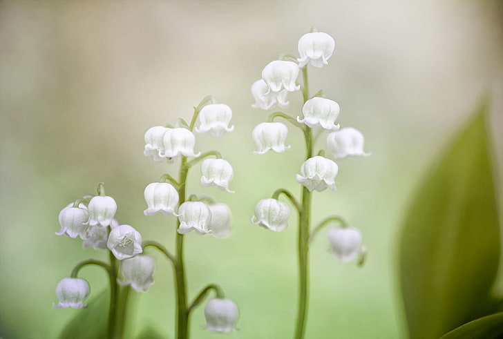 white lily-of-the-valley flowers painting, background, blur, Lily of the valley, HD wallpaper