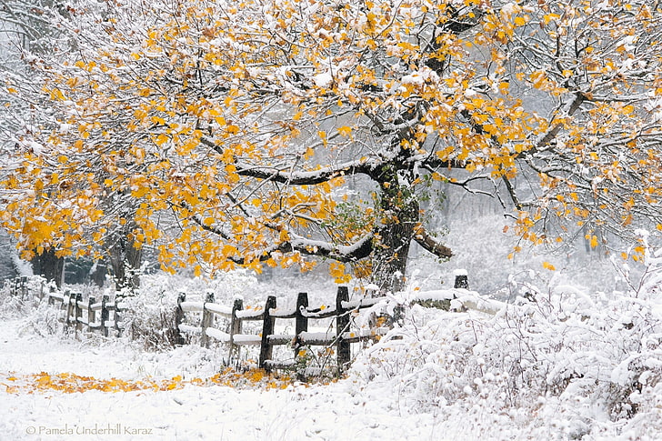 brunt och grått träd, vinter, landskap, natur, träd, snö, staket, HD tapet