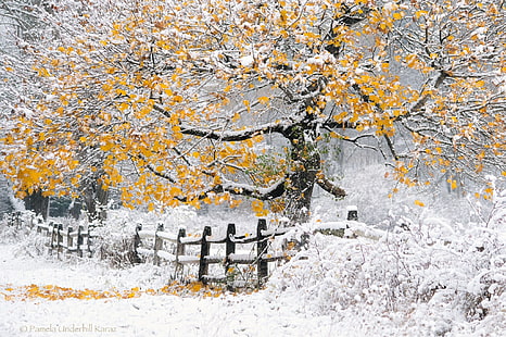 коричневое и серое дерево, зима, пейзаж, природа, деревья, снег, забор, HD обои HD wallpaper