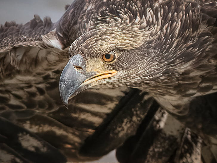 bird, head, beak, hawk, Bald eagle, HD wallpaper