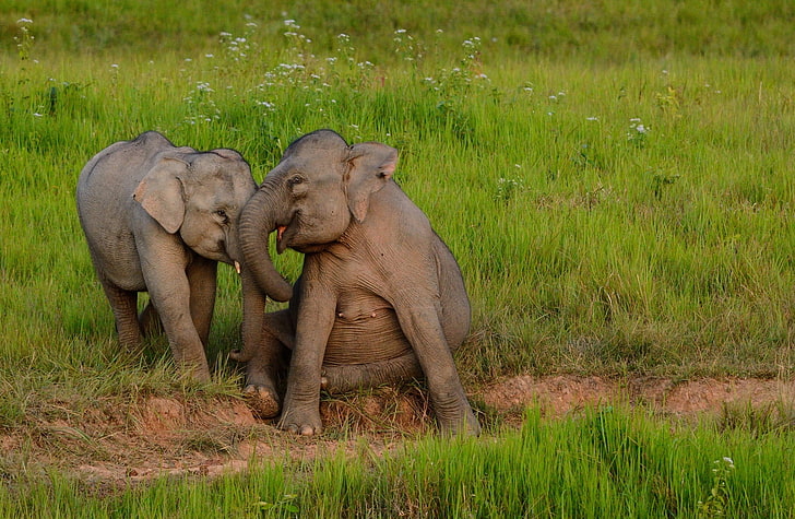 Baby Elephants Playing, two gray elephants, Animals, Wild, Happy, Sitting, National, Elephants, Indian, Thailand, Park, Wilderness, Asian, Cute, Maximus, wildlife, asianelephant, asianelephants, asiatic, asiaticelephants, elephasmaximus, indianelephant, indianelephants, khao, khaoyai, khaoyainationalpark, wildelephant, HD wallpaper