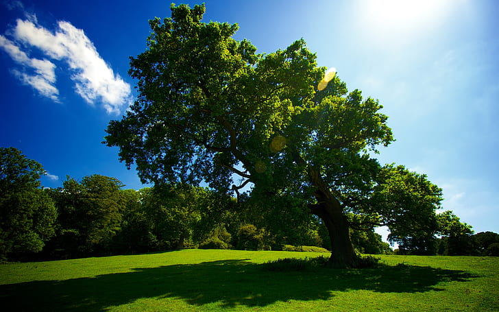 Old Tree Leaning, green, spring, sky, blue, view, landscape, HD wallpaper
