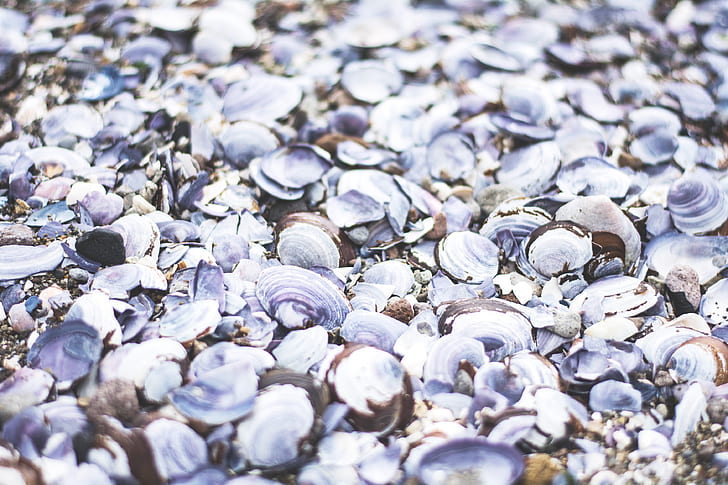 seashells, beach, sea, HD wallpaper
