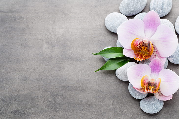 Steine, Orchidee, rosa, HD-Hintergrundbild