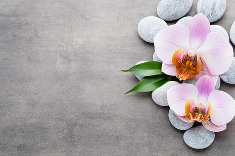 камни, орхидея, розовые, HD обои HD wallpaper