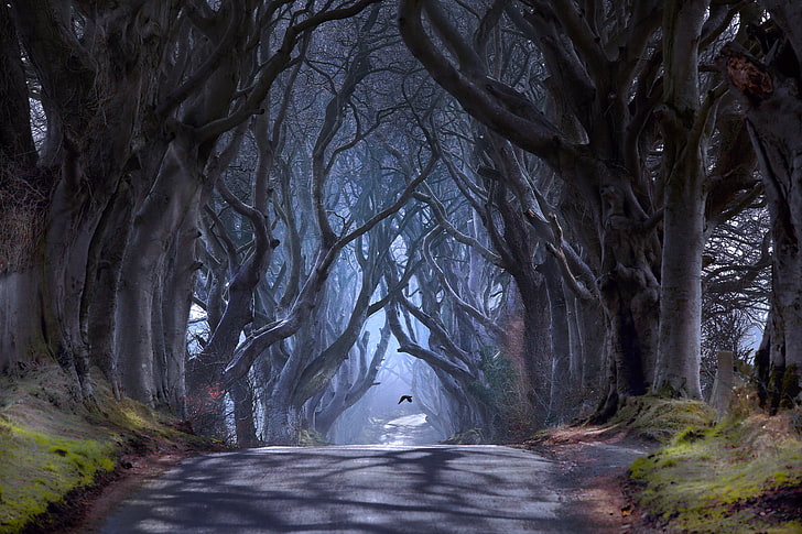 сив бетонен път между дървета, дървета, птица, мъгла, Северна Ирландия, окръг Антрим, пътят Bregagh Road, Ballymoney, Dark ale, HD тапет