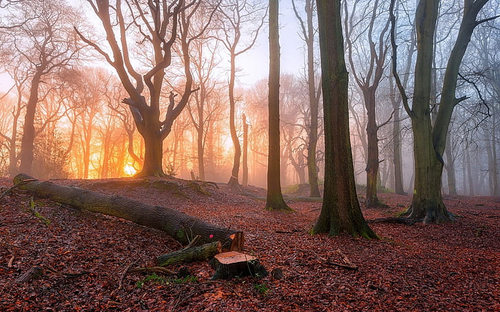 Lever du soleil dans la forêt, arbres, brouillard, matin, lever du soleil, forêt, arbres, brouillard, matin, Fond d'écran HD